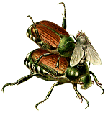 Japanese beetles & Istocheta
